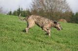 IRISH WOLFHOUND 385